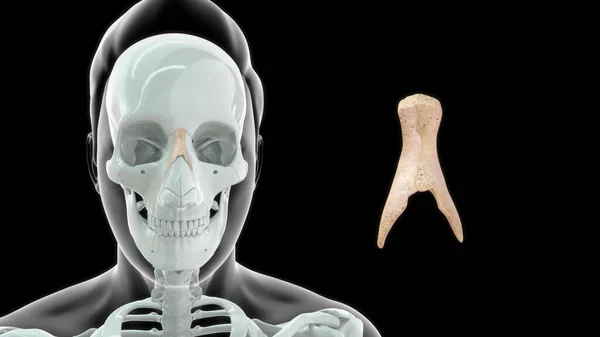 Humana Garganta Osso Anatomia Ilustração — Fotografia de Stock