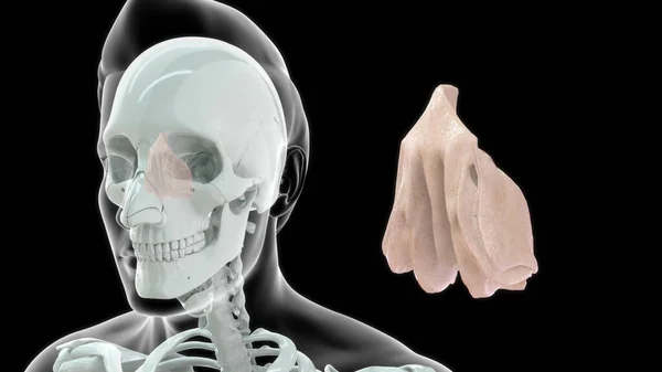 Human Throat Bone Anatomy Illustration — Stock Photo, Image