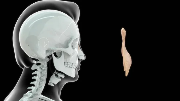 Menselijke Keel Bot Anatomie Illustratie — Stockfoto