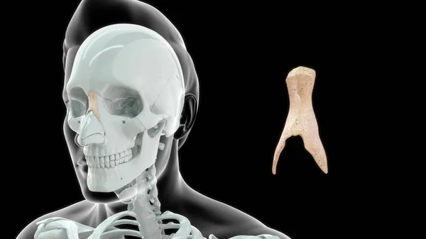 Hueso Garganta Humana Anatomía Ilustración —  Fotos de Stock