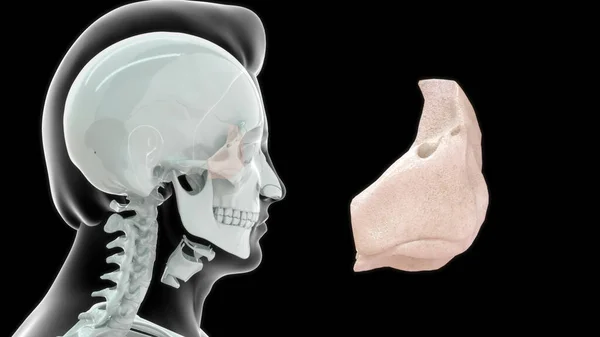 Human Throat Bone Anatomy Illustration — Stock Photo, Image