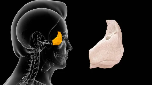 Humana Garganta Osso Anatomia Ilustração — Fotografia de Stock