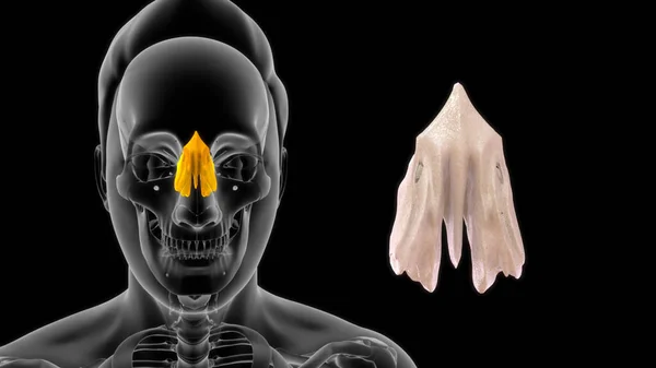 Anatomia Ossea Della Gola Umana Illustrazione — Foto Stock