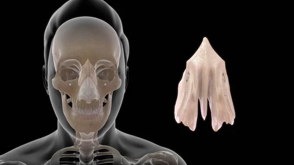 Nsan Boğazı Anatomisi Illüstrasyon — Stok fotoğraf