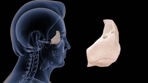 ヒトの喉骨解剖学3Dイラスト — ストック写真