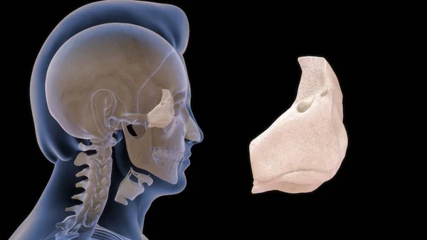 Humana Garganta Osso Anatomia Ilustração — Fotografia de Stock