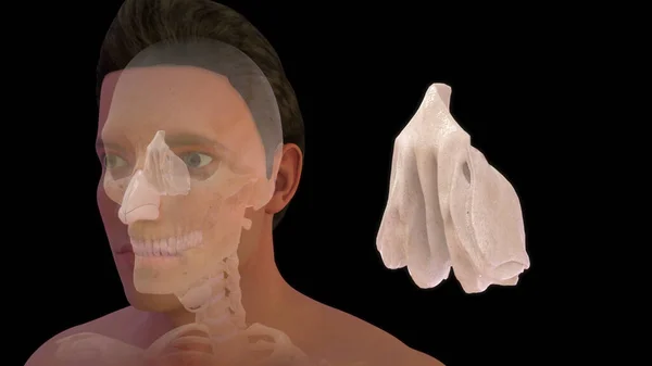 Nsan Boğazı Anatomisi Illüstrasyon — Stok fotoğraf
