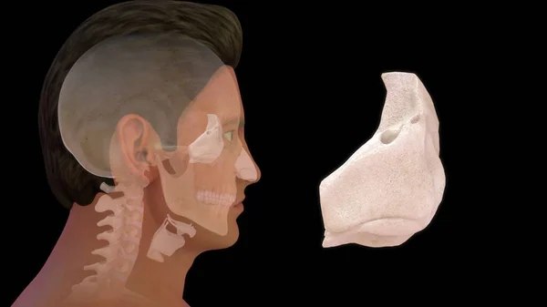 人类喉骨解剖3D图解 — 图库照片