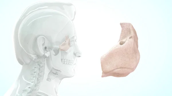 Анатомія Кістки Людського Горла Ілюстрація — стокове фото