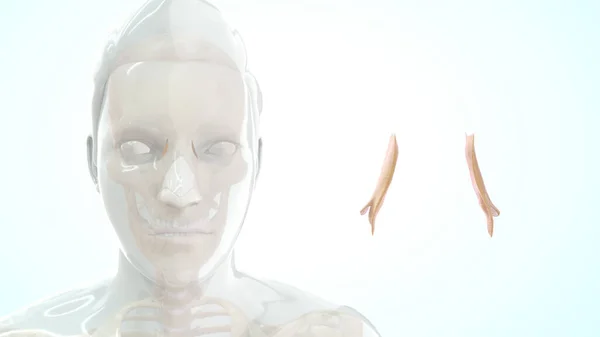 Menselijke Keel Bot Anatomie Illustratie — Stockfoto