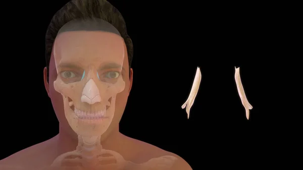 Anatomi Tulang Tenggorokan Manusia Ilustrasi — Stok Foto
