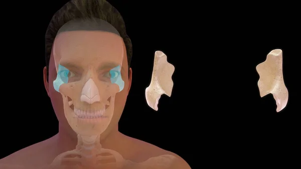 인간의 목구멍 해부학적 — 스톡 사진