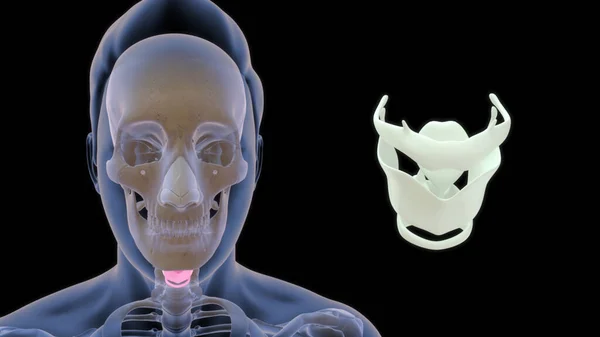 Anatomia Kości Gardła Człowieka Ilustracja — Zdjęcie stockowe