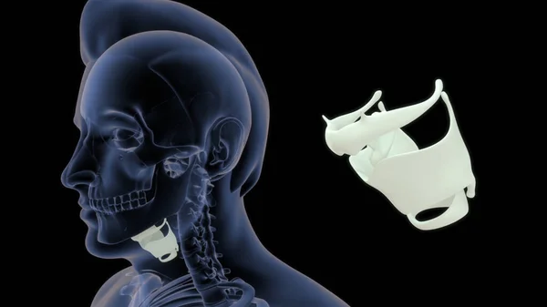 Anatomia Kości Gardła Człowieka Ilustracja — Zdjęcie stockowe