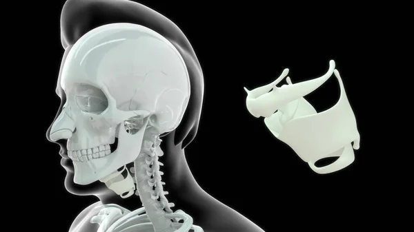 人类喉骨解剖3D图解 — 图库照片
