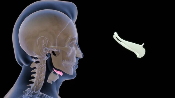 Human Throat Bone Anatomy Illustration — Stock Photo, Image