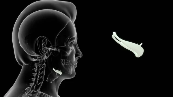 Human Throat Bone Anatomy Illustration — Stock Photo, Image