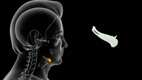 Nsan Boğazı Anatomisi Illüstrasyon — Stok fotoğraf