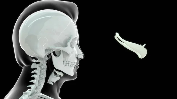 Anatomie Osseuse Gorge Humaine Illustration — Photo