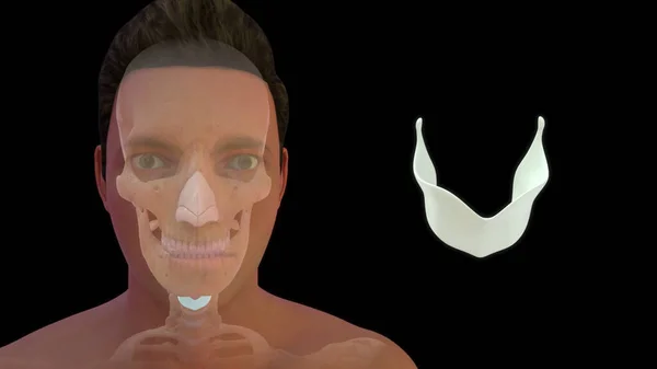 ヒトの喉骨解剖学3Dイラスト — ストック写真