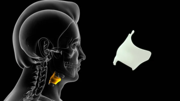 Het Schildklierkraakbeen Een Hyalinekraakbeenstructuur Die Voor Het Strottenhoofd Boven Schildklier — Stockfoto