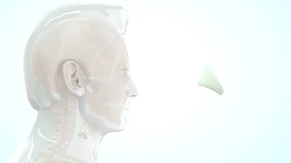 Анатомія Хрящів Щитовидної Залози Людини Ілюстрація — стокове фото