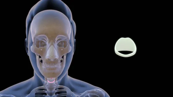 Nsan Tiroit Kıkırdağı Anatomisi Illüstrasyon — Stok fotoğraf