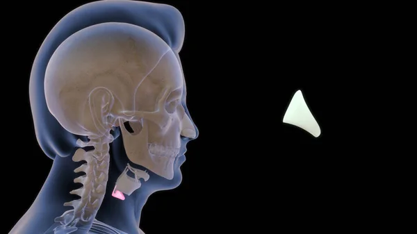 Анатомия Щитовидной Железы Человека Иллюстрация — стоковое фото