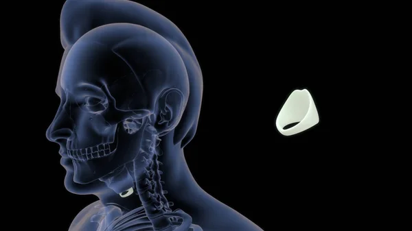 Anatomie Des Menschlichen Schilddrüsenknorpels Illustration — Stockfoto