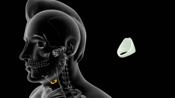 Anatomie Des Menschlichen Schilddrüsenknorpels Illustration — Stockfoto
