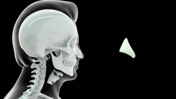 Anatomia Umana Della Cartilagine Tiroidea Illustrazione — Foto Stock