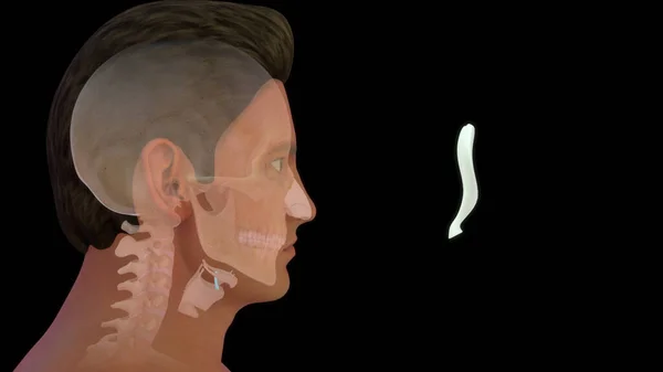 Анатомия Щитовидной Железы Человека Иллюстрация — стоковое фото