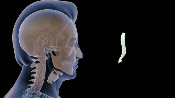 Anatomie Cartilage Thyroïdien Humain Illustration — Photo