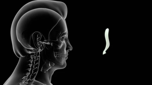 Nsan Tiroit Kıkırdağı Anatomisi Illüstrasyon — Stok fotoğraf