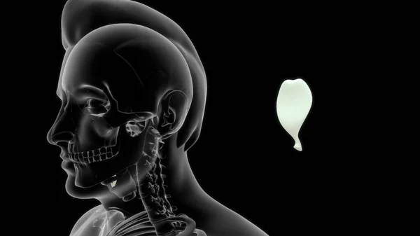 ヒト甲状腺軟骨解剖学3Dイラスト — ストック写真
