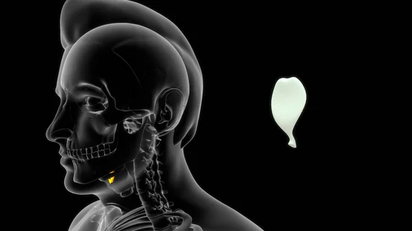 Anatomie Cartilage Thyroïdien Humain Illustration — Photo