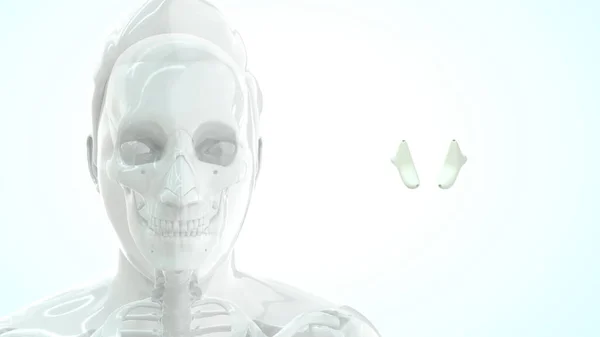 Anatomia Umana Della Cartilagine Tiroidea Illustrazione — Foto Stock