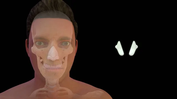 ヒト甲状腺軟骨解剖学3Dイラスト — ストック写真