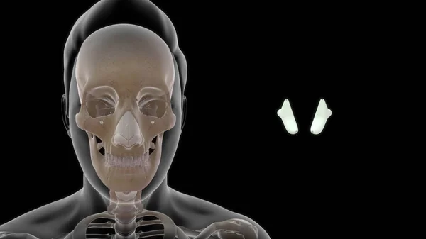 人体甲状腺软骨解剖3D图解 — 图库照片