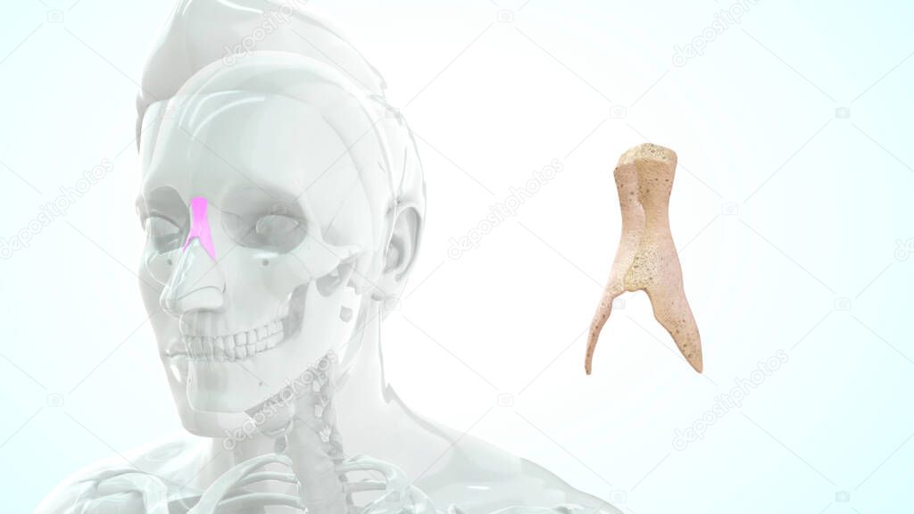 human throat bone anatomy 3d illustration