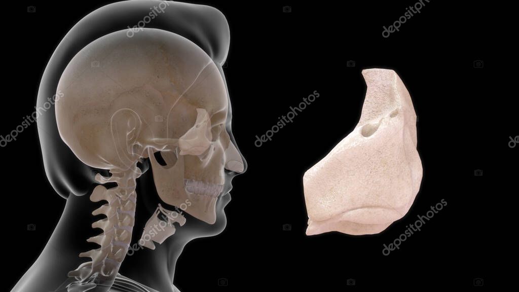Anatomia Della Gola Umana