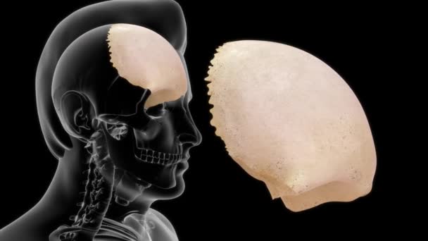 人体解剖和前额前部3D段 — 图库视频影像
