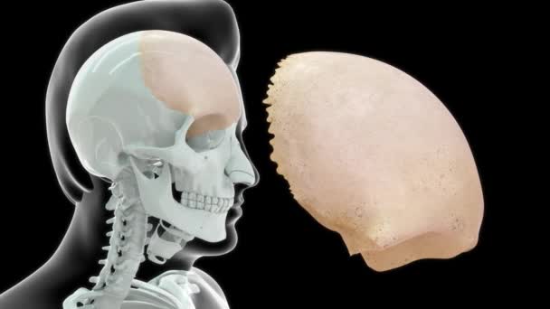 Imagens Anatomia Humana Parte Frontal Testa — Vídeo de Stock