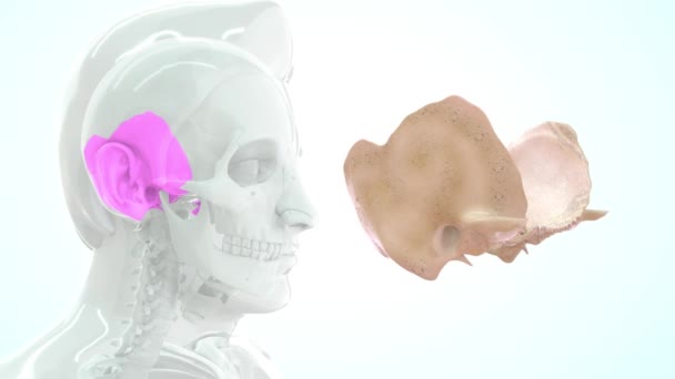 Nsan Anatomisinin Boyutlu Görüntüleri — Stok video