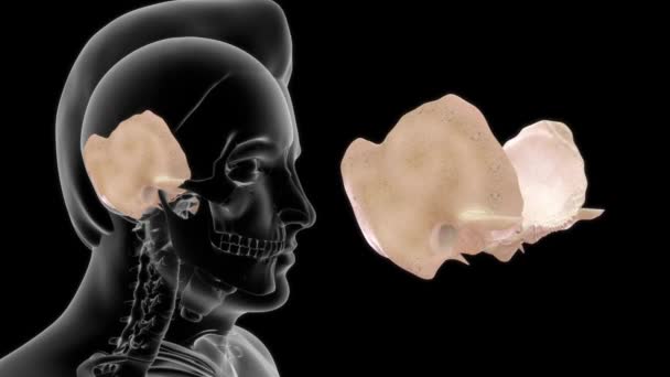 Bilder Mänsklig Anatomi — Stockvideo