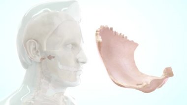 3 boyutlu insan anatomisi ve oksipital görüntüler.