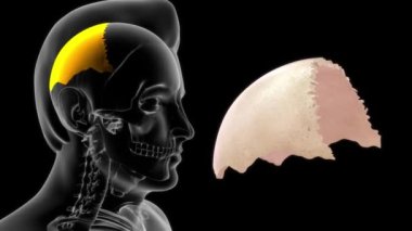 İnsan anatomisi ve perietal bölümünün 3 boyutlu görüntüleri