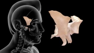 İnsan anatomisi ve sfenoidin 3 boyutlu görüntüleri.