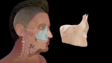 İnsan anatomisi ve üst çene kemiğinin 3 boyutlu görüntüleri.
