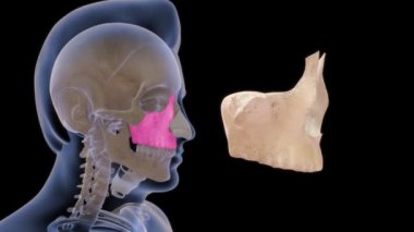 İnsan anatomisi ve üst çene kemiğinin 3 boyutlu görüntüleri.